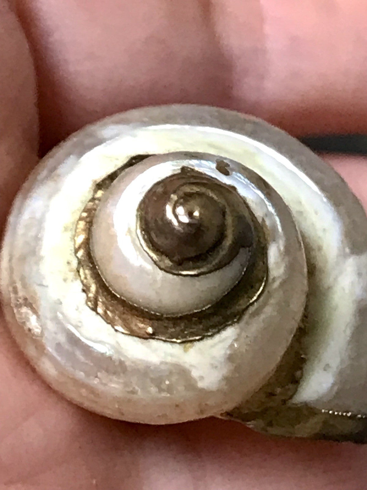 Antik? Alt Muschel Seemuschel goldfarbene Metallmontur Messing? Zierobjekt