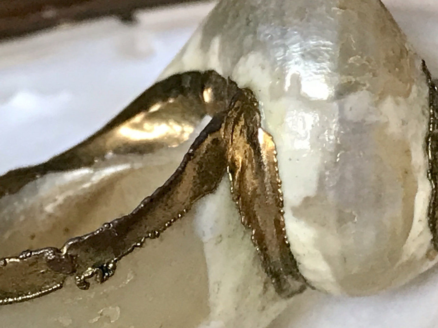 Antik? Alt Muschel Seemuschel goldfarbene Metallmontur Messing? Zierobjekt