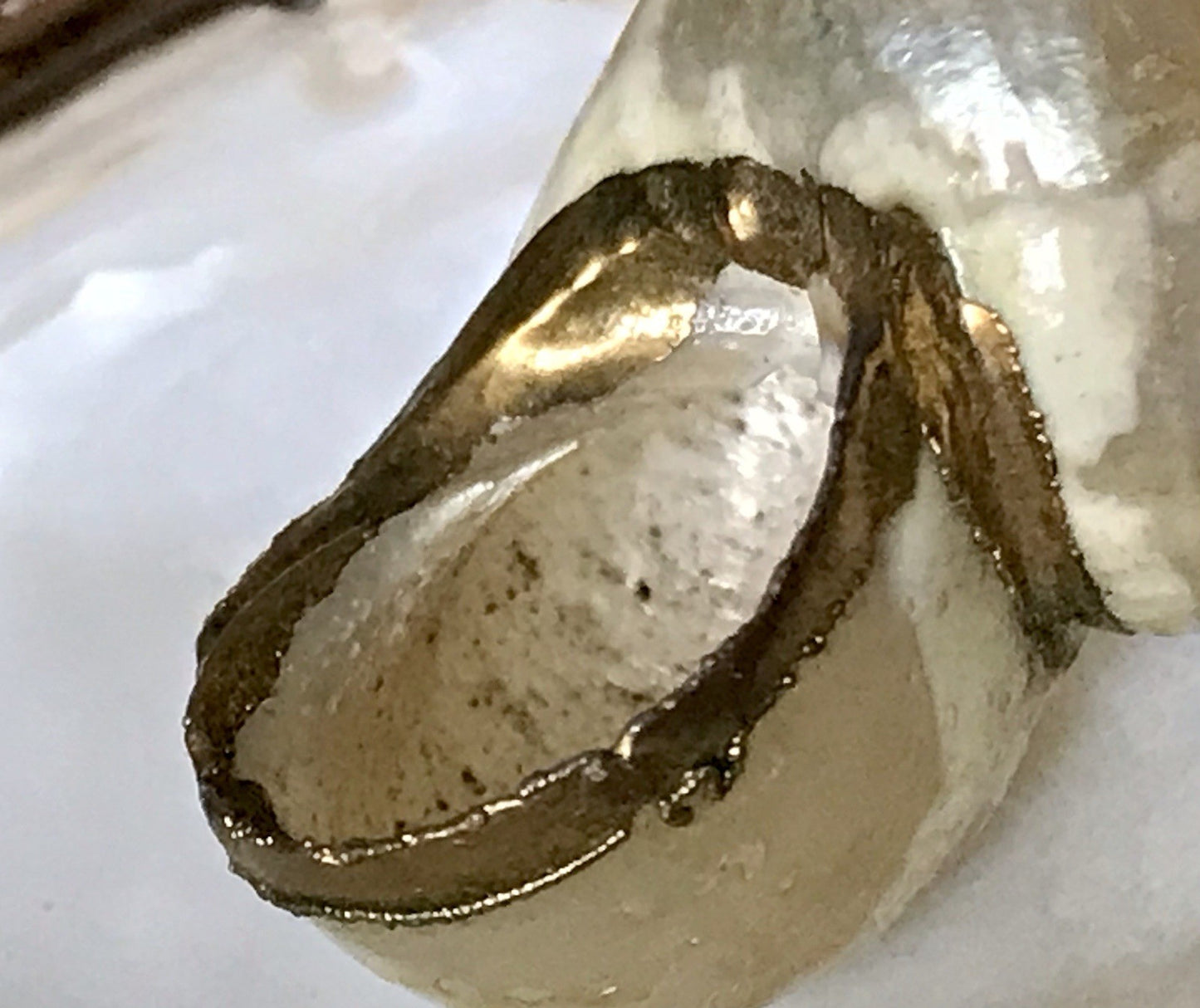 Antik? Alt Muschel Seemuschel goldfarbene Metallmontur Messing? Zierobjekt