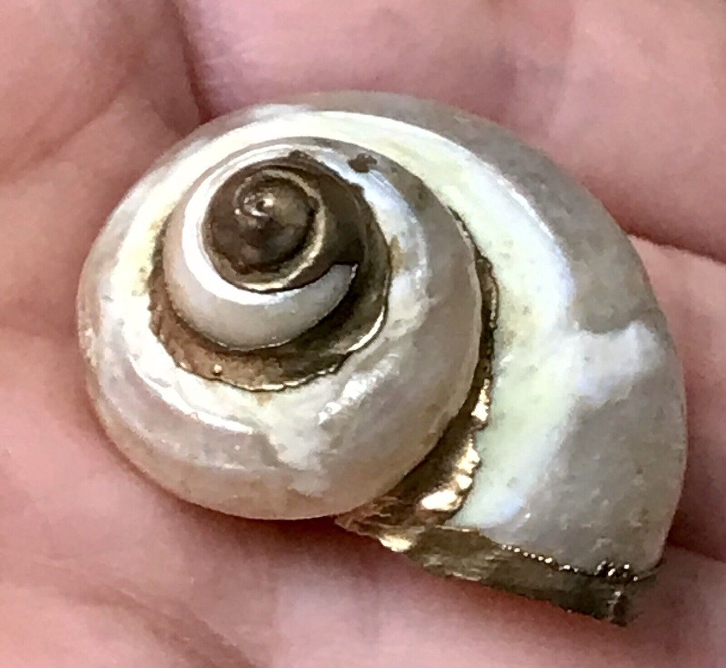 Antik Muschel Dose Tabatiere Schmuckdose Schnupftabakdose Metallmontur