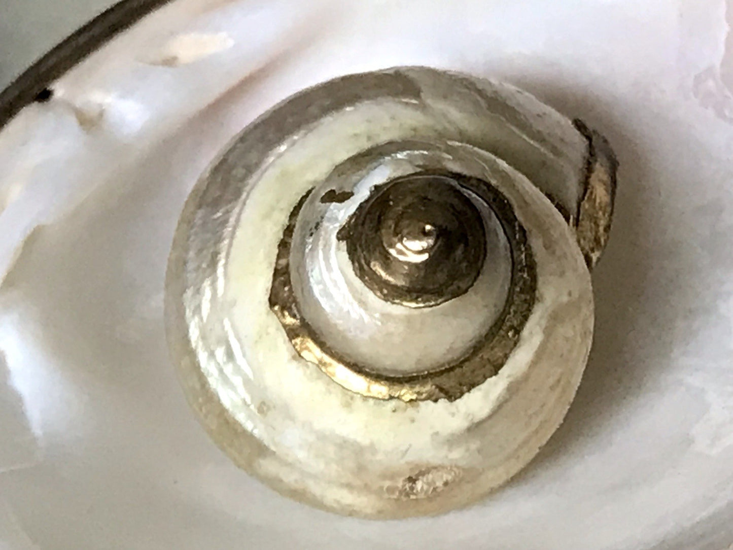 Antik? Alt Muschel Seemuschel goldfarbene Metallmontur Messing? Zierobjekt
