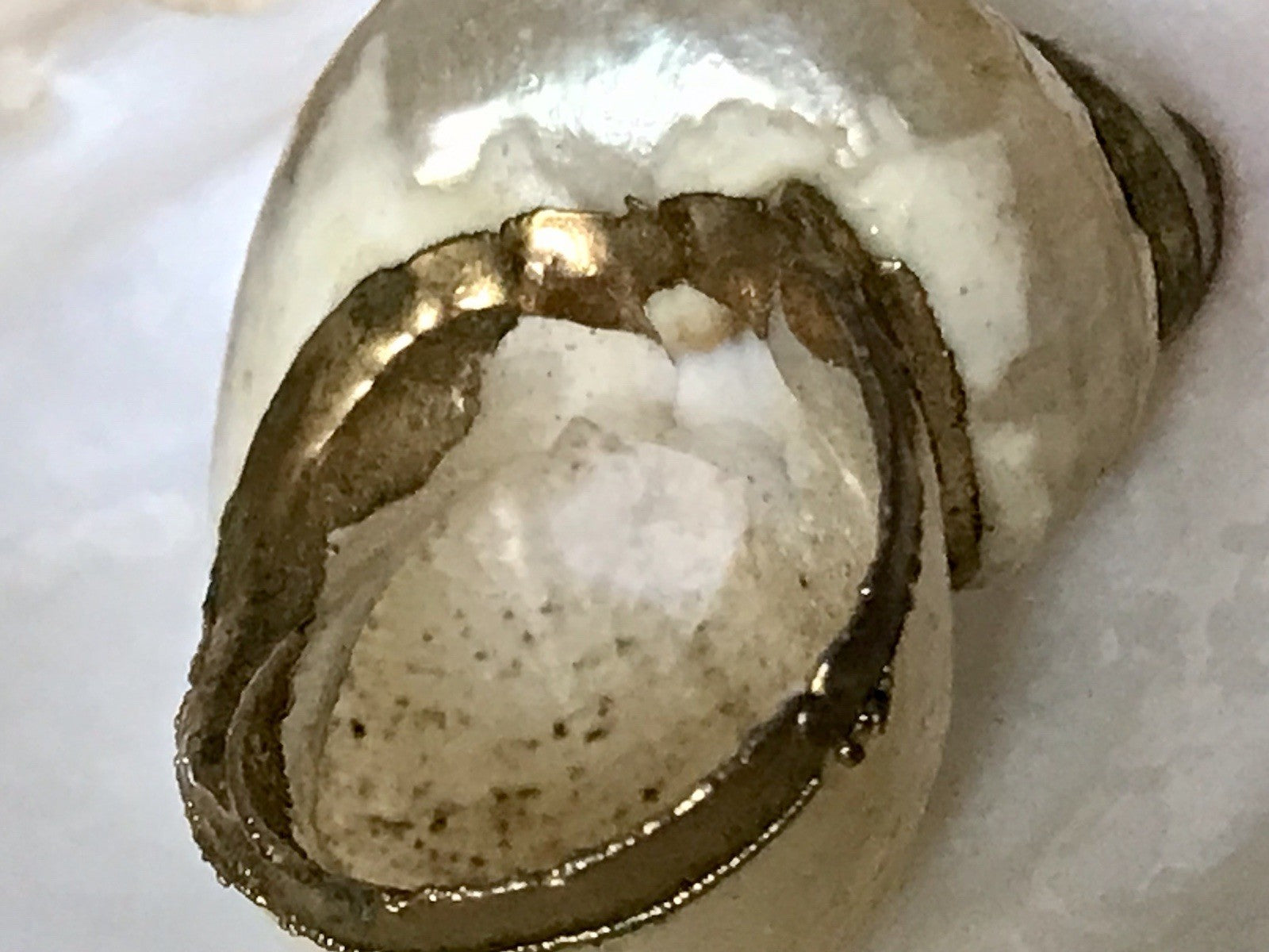 Antik? Alt Muschel Seemuschel goldfarbene Metallmontur Messing? Zierobjekt