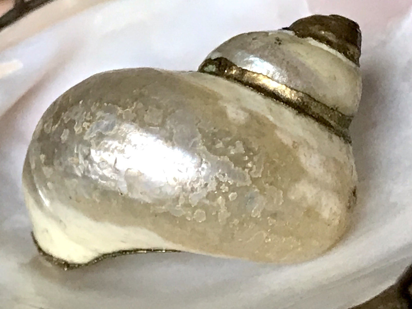 Antik? Alt Muschel Seemuschel goldfarbene Metallmontur Messing? Zierobjekt