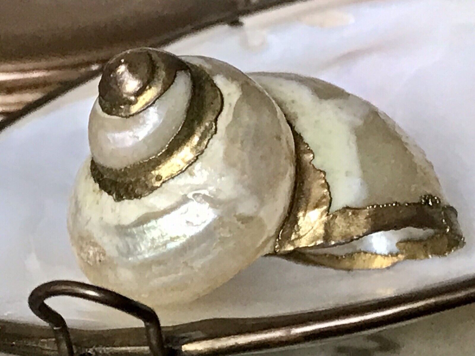 Antik Muschel Dose Tabatiere Schmuckdose Schnupftabakdose Metallmontur