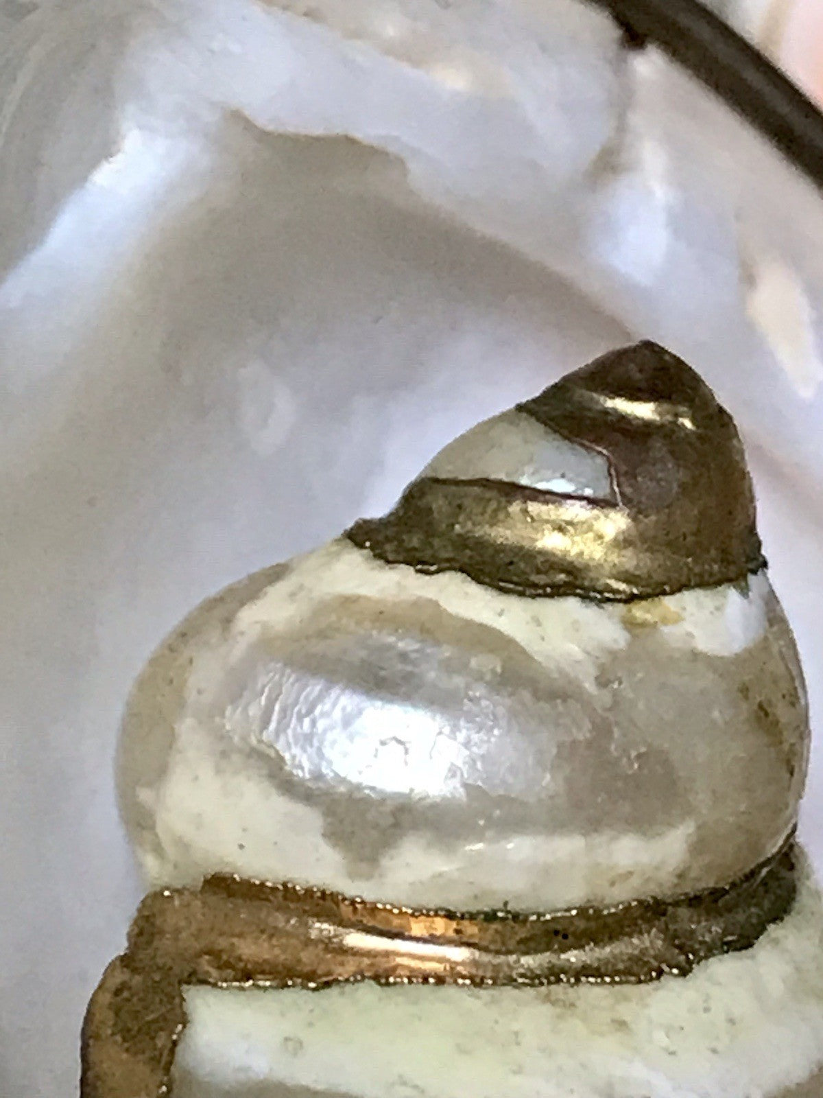 Antik? Alt Muschel Seemuschel goldfarbene Metallmontur Messing? Zierobjekt