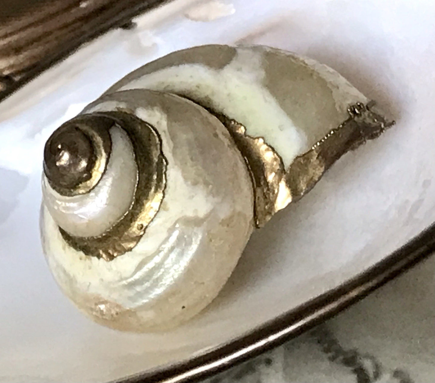 Antik? Alt Muschel Seemuschel goldfarbene Metallmontur Messing? Zierobjekt