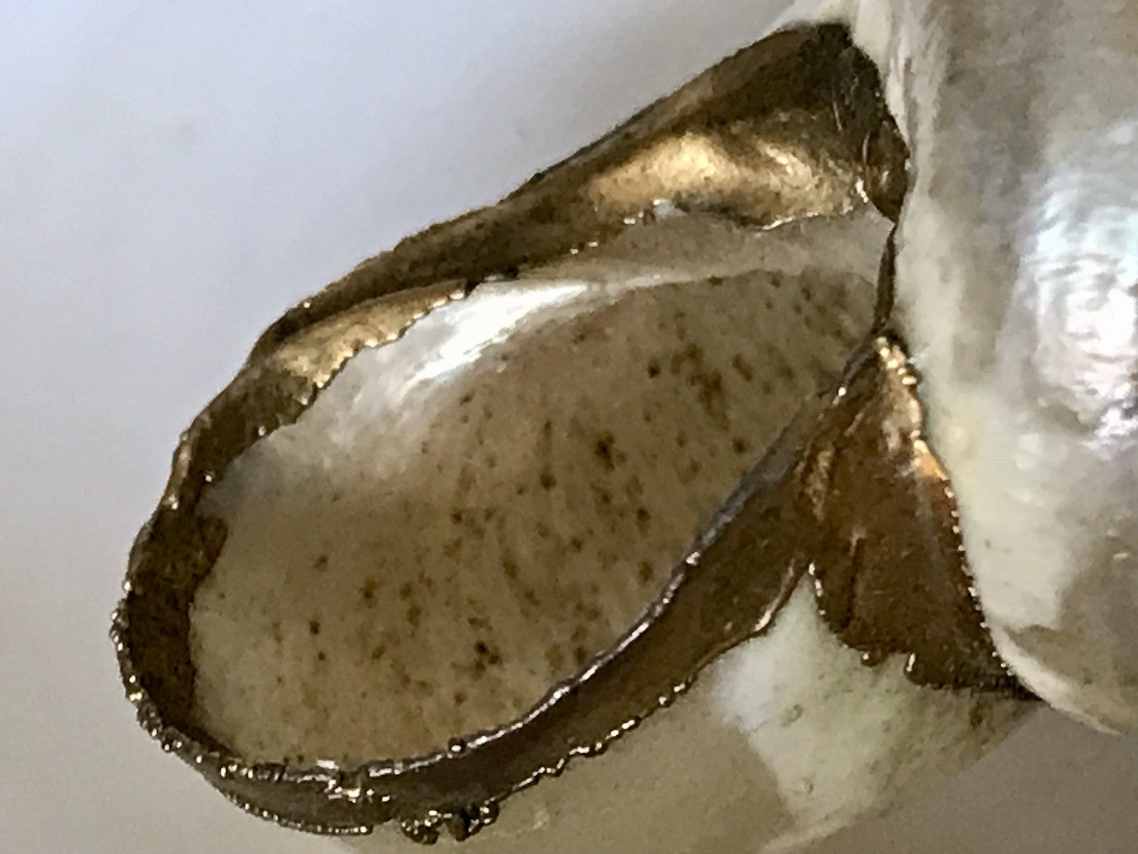 Antik? Alt Muschel Seemuschel goldfarbene Metallmontur Messing? Zierobjekt
